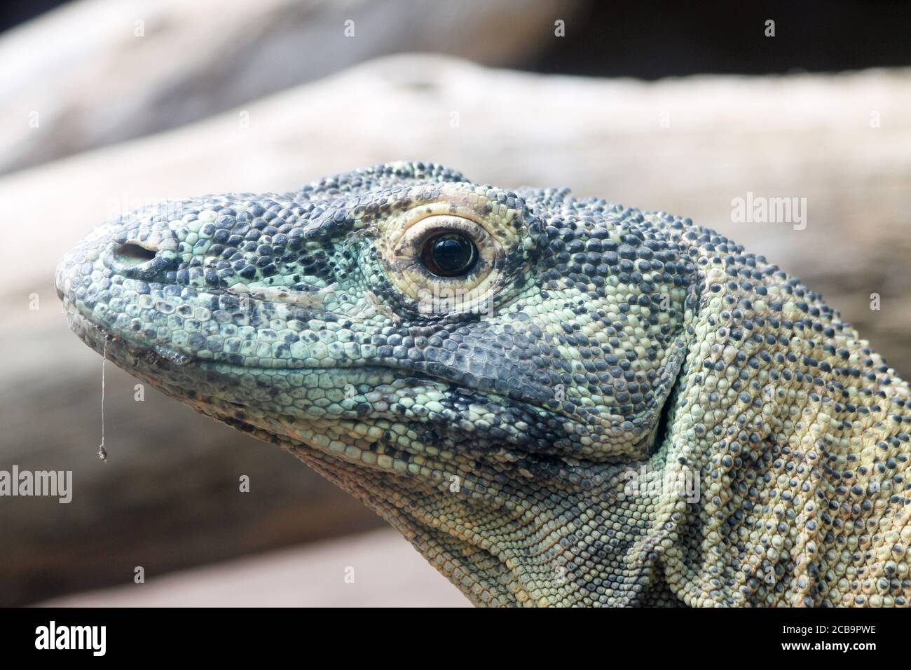 Komodowaran Stock Photo