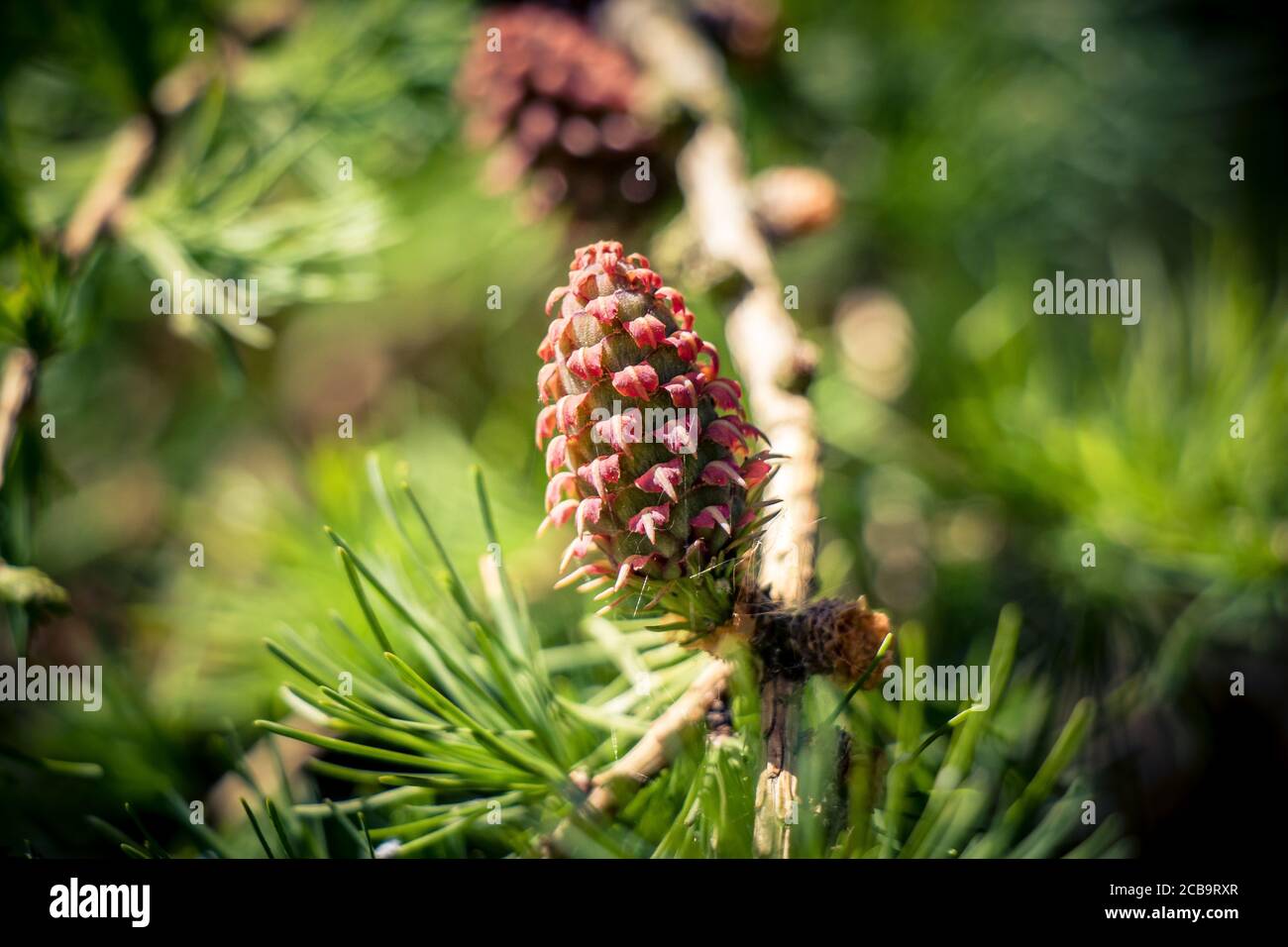 Selective focus shot of a pine cone on a tree branch Stock Photo - Alamy