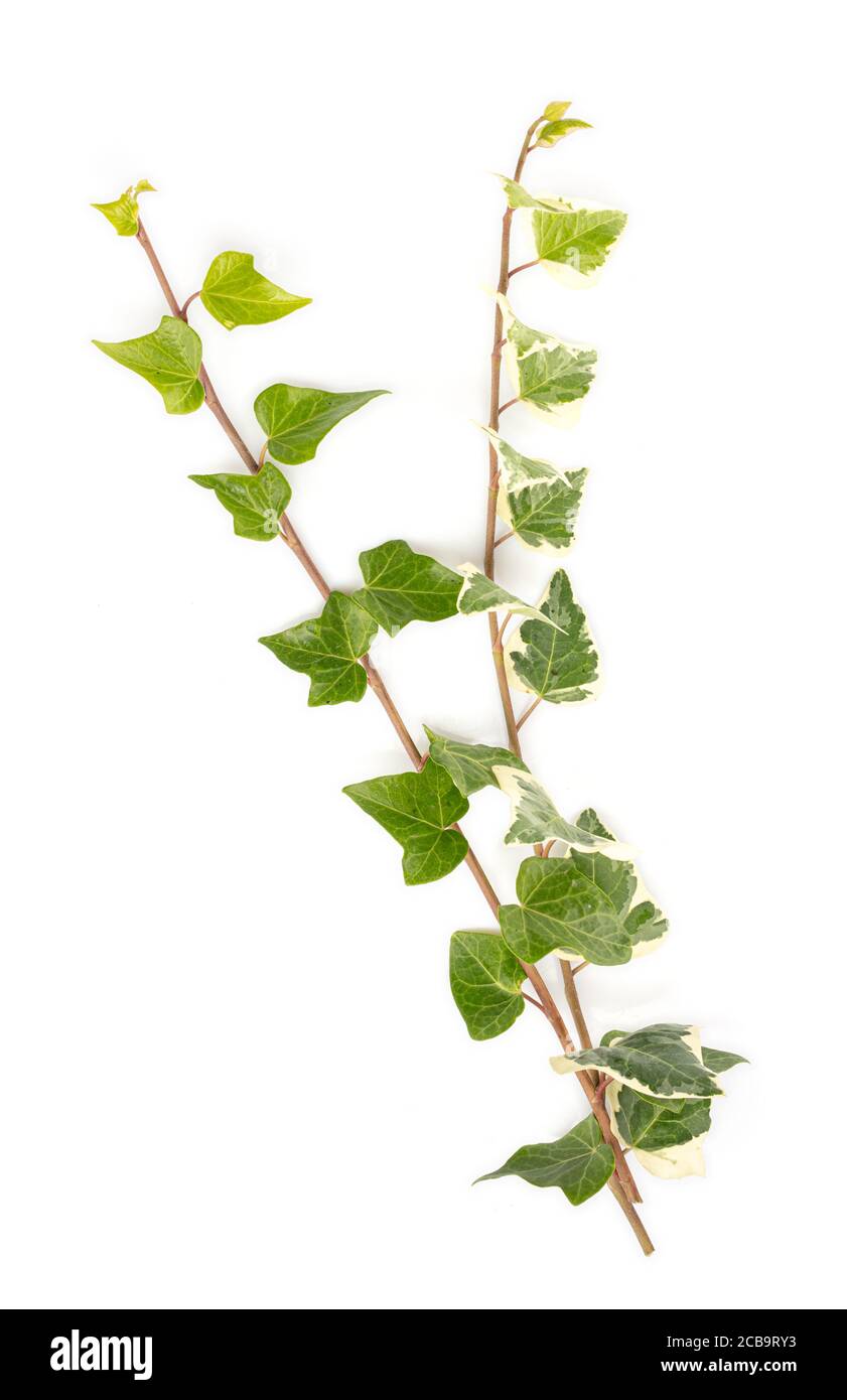 ivy leaves isolated on a white background Stock Photo - Alamy