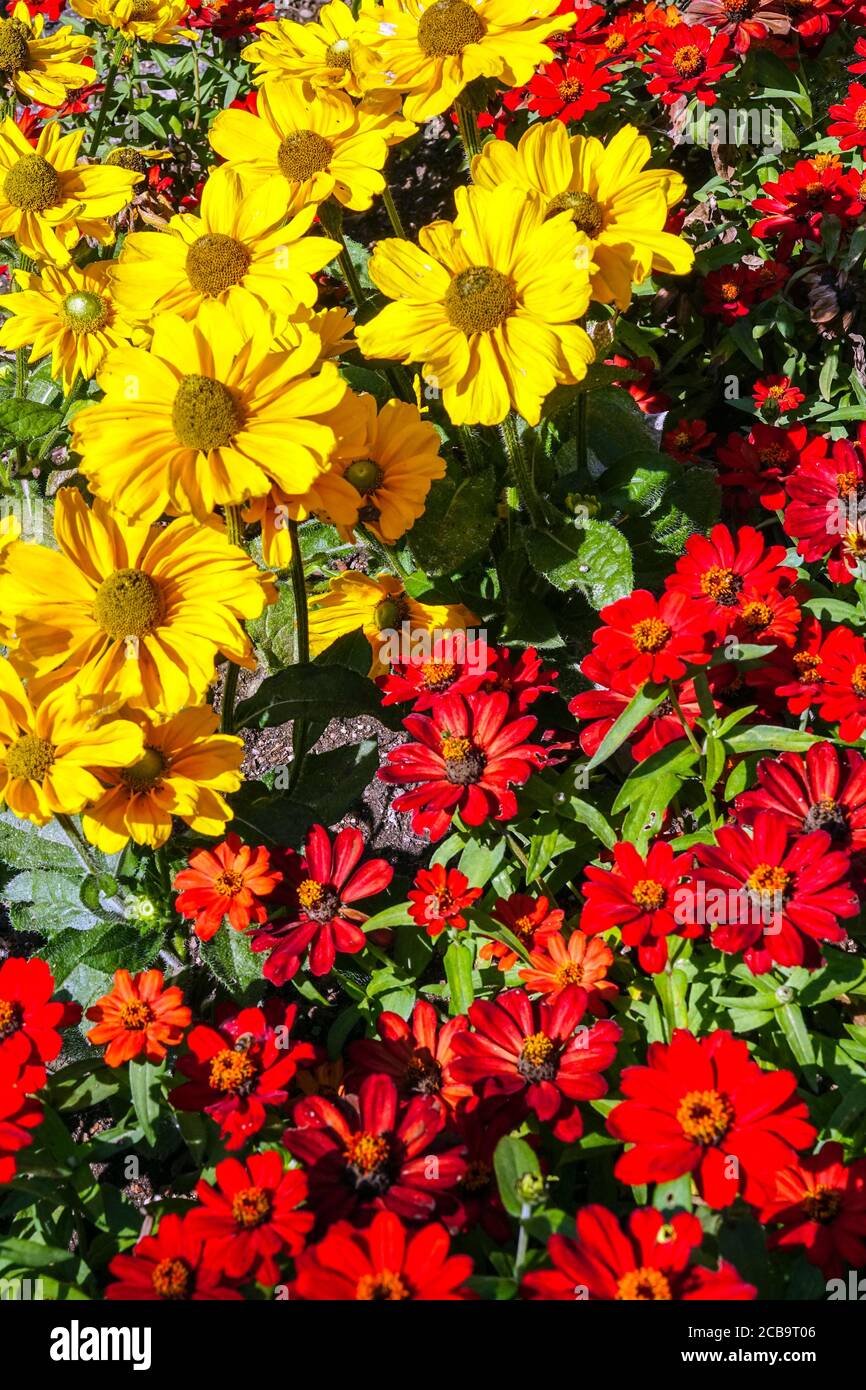 Yellow red garden flower bed Rudbeckia zinnia Stock Photo