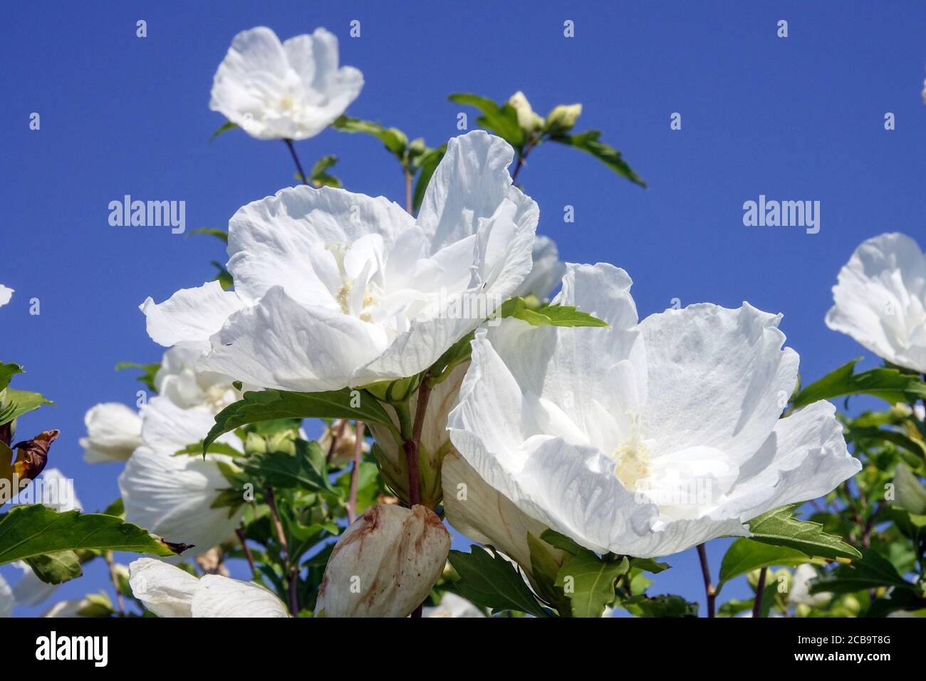 Hibiscus syriacus 'White Chiffon' Stock Photo
