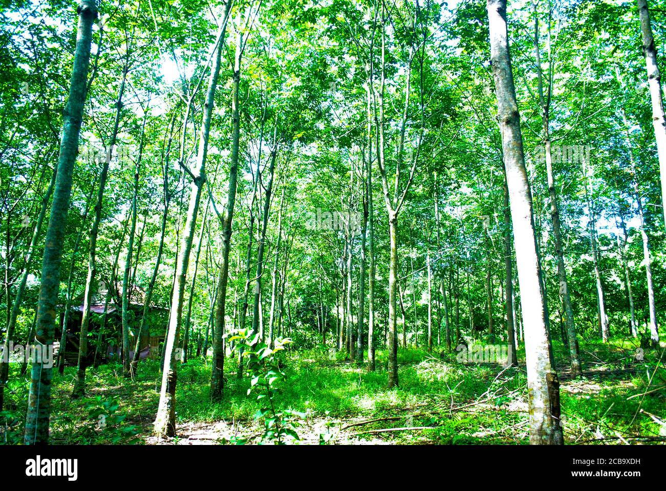 view of rubber trees in forest. Rubber tree plantation background Stock