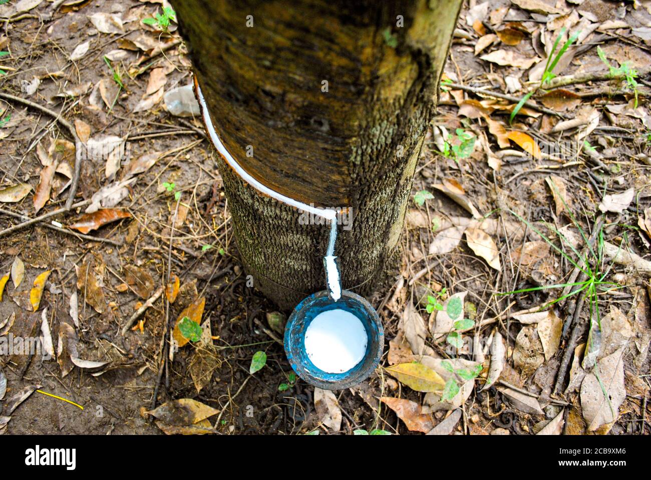 Latex extracted from rubber tree source of natural rubber. Harvesting