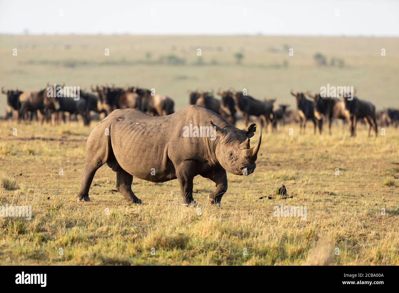 Adult black rhino with huge horn walking past wildebeest herd in golden afternoon light in Masai Mara Kenya Stock Photo