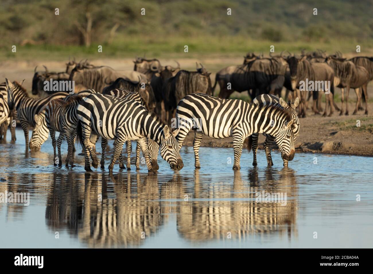 Zebra herd at the river drinking in golden afternoon light in Ndutu Tanzania Stock Photo