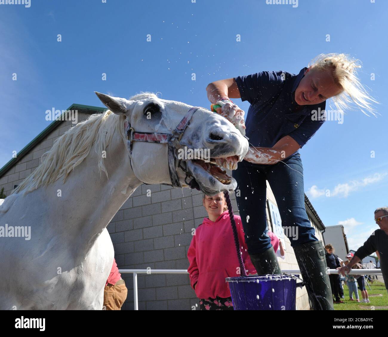 Gt. Yorkshire Show 2014 A Shire Horse enjoying a shampoo Stock Photo