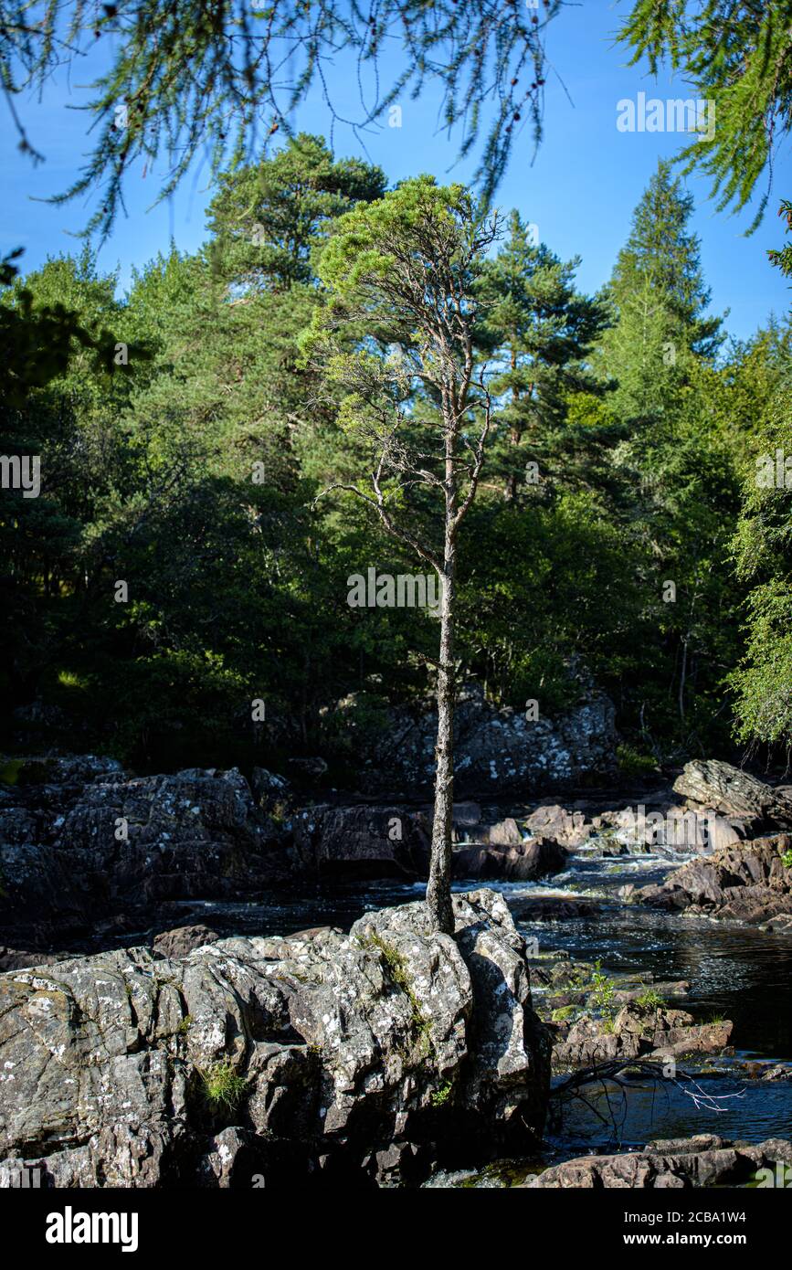 Lone tree, Achness Falls, Glencassley, Highland, Scotland Stock Photo