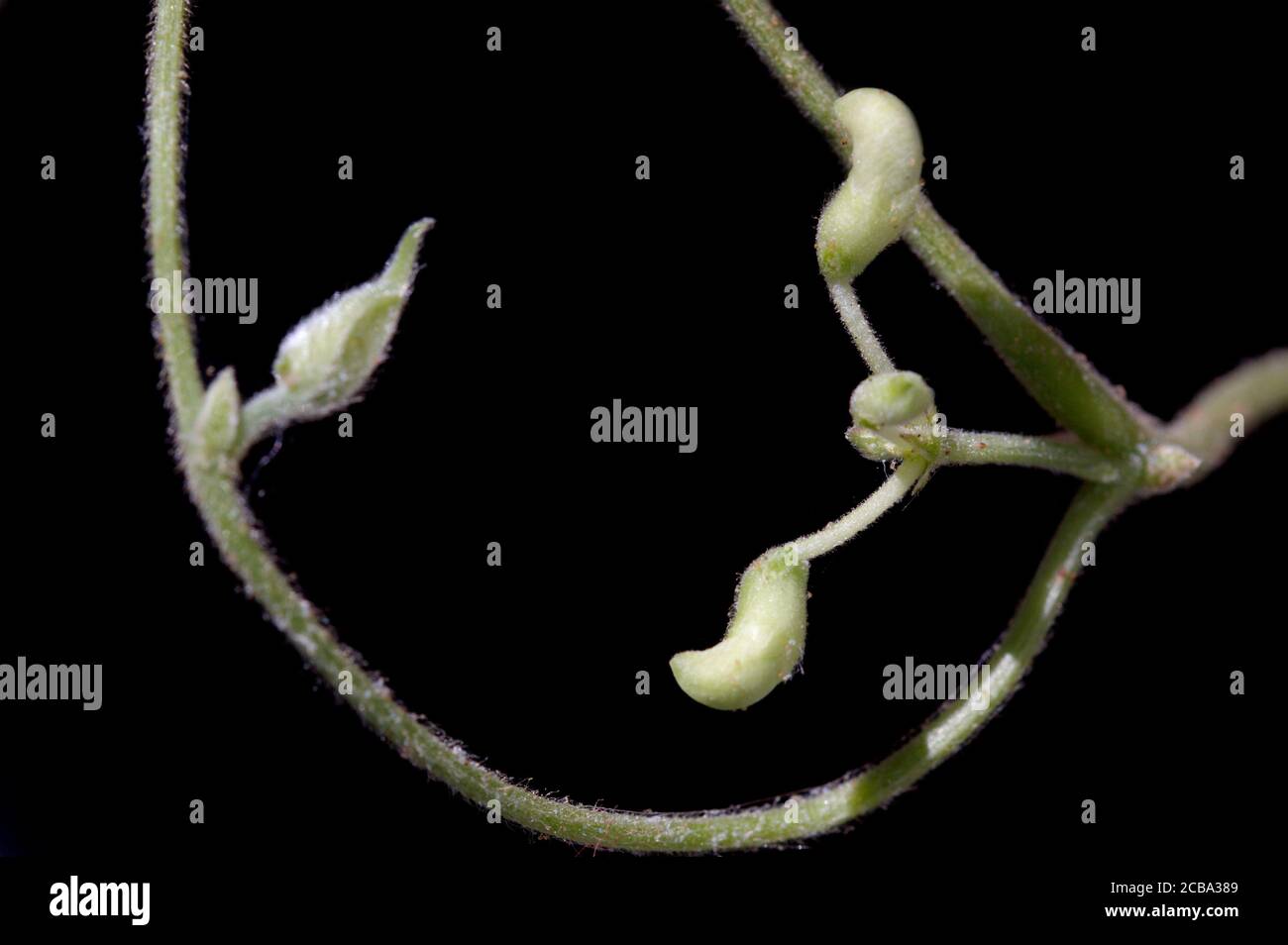 Lima bean farming hi-res stock photography and images - Alamy