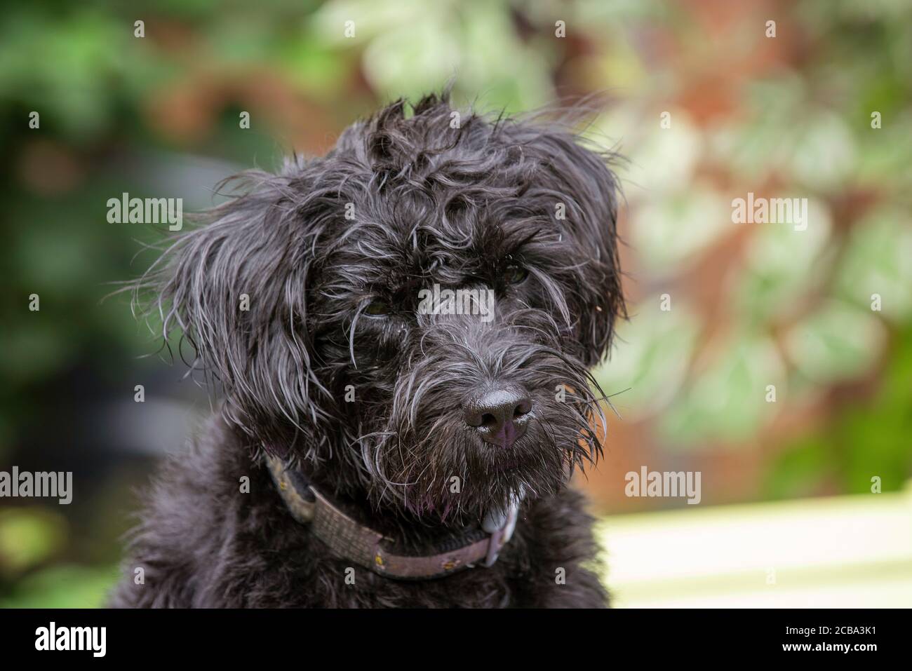 Border terrier poodle stock photography and images - Alamy