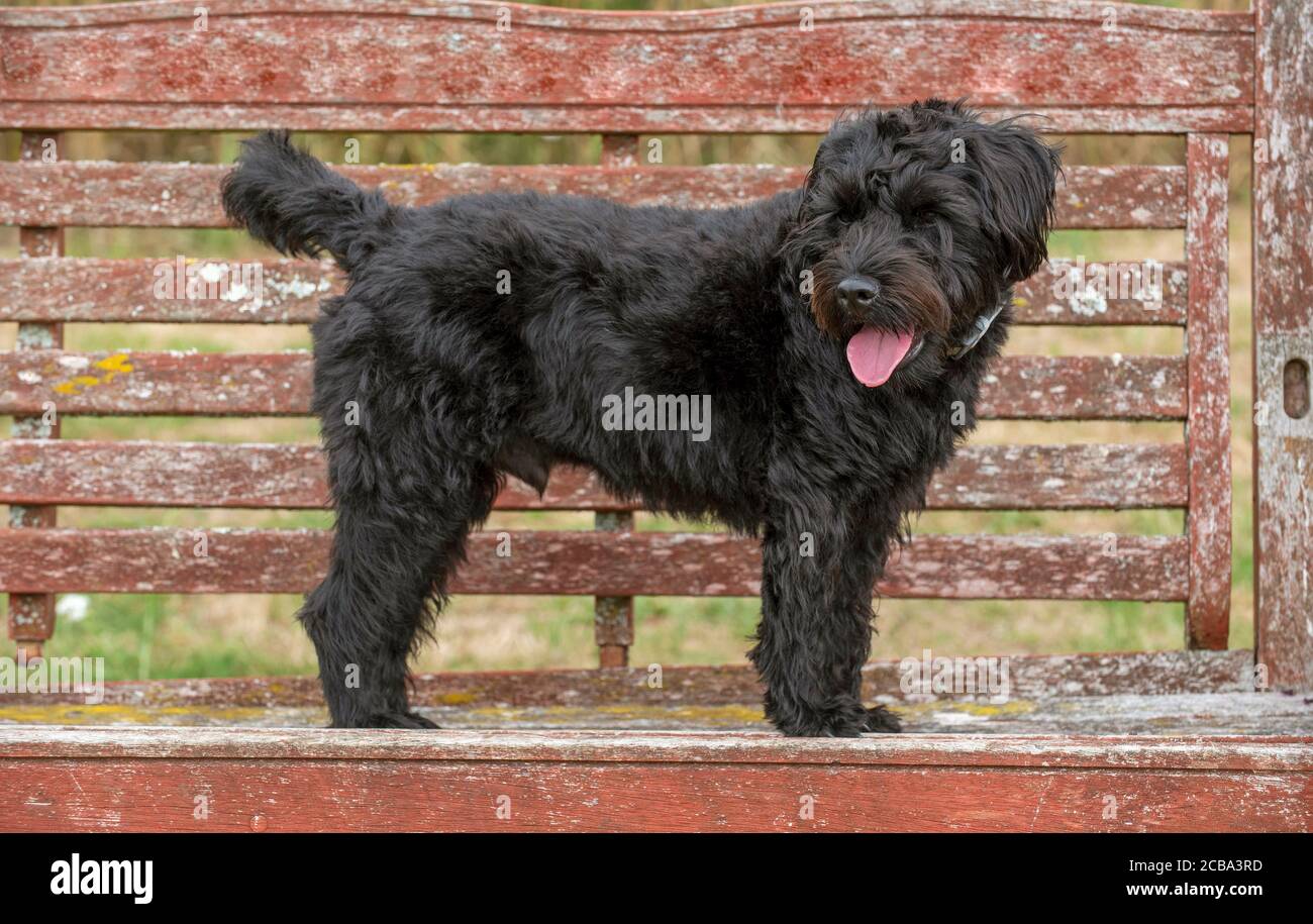 Border terrier poodle stock photography and images - Alamy