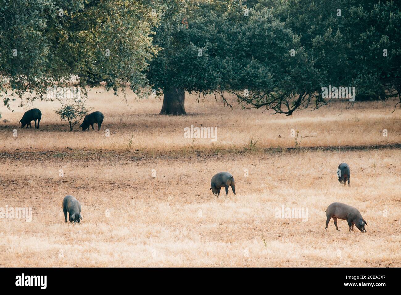 pigs on grassland in Extremadura, Spain. Stock Photo