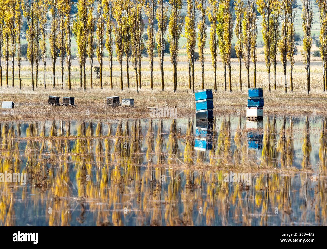 Flooded, Autumn, landscape with bee hives on the flood plains of Mantineia, near Tripoli, Southern Arcadia, Peloponnese, Greece Stock Photo