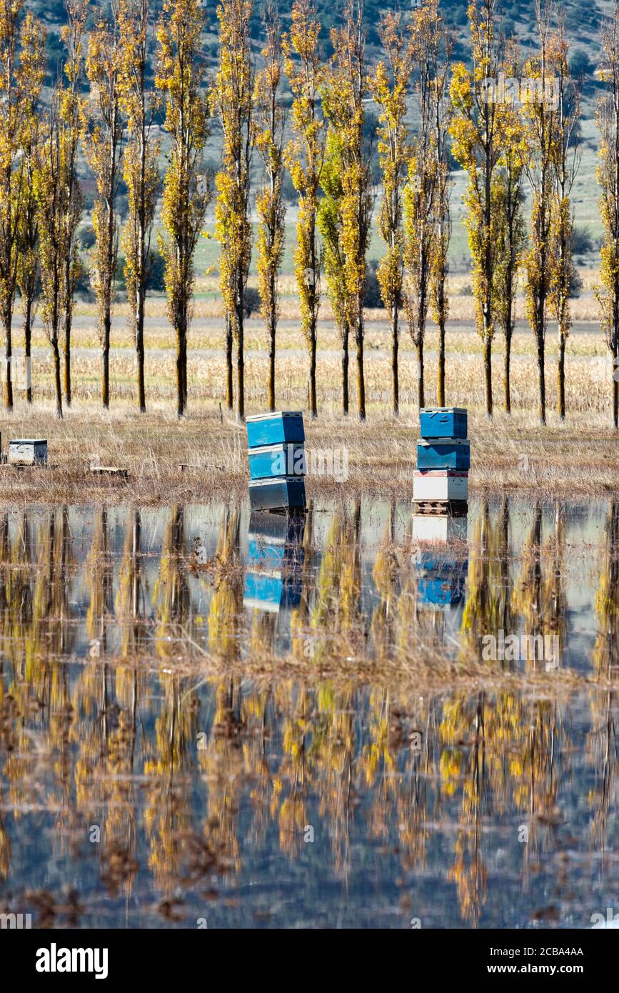 Flooded, Autumn, landscape with bee hives on the flood plains of Mantineia, near Tripoli, Southern Arcadia, Peloponnese, Greece Stock Photo