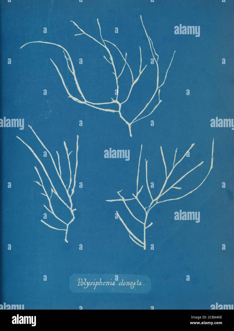 Polysiphonia elongata, ca. 1853. Stock Photo