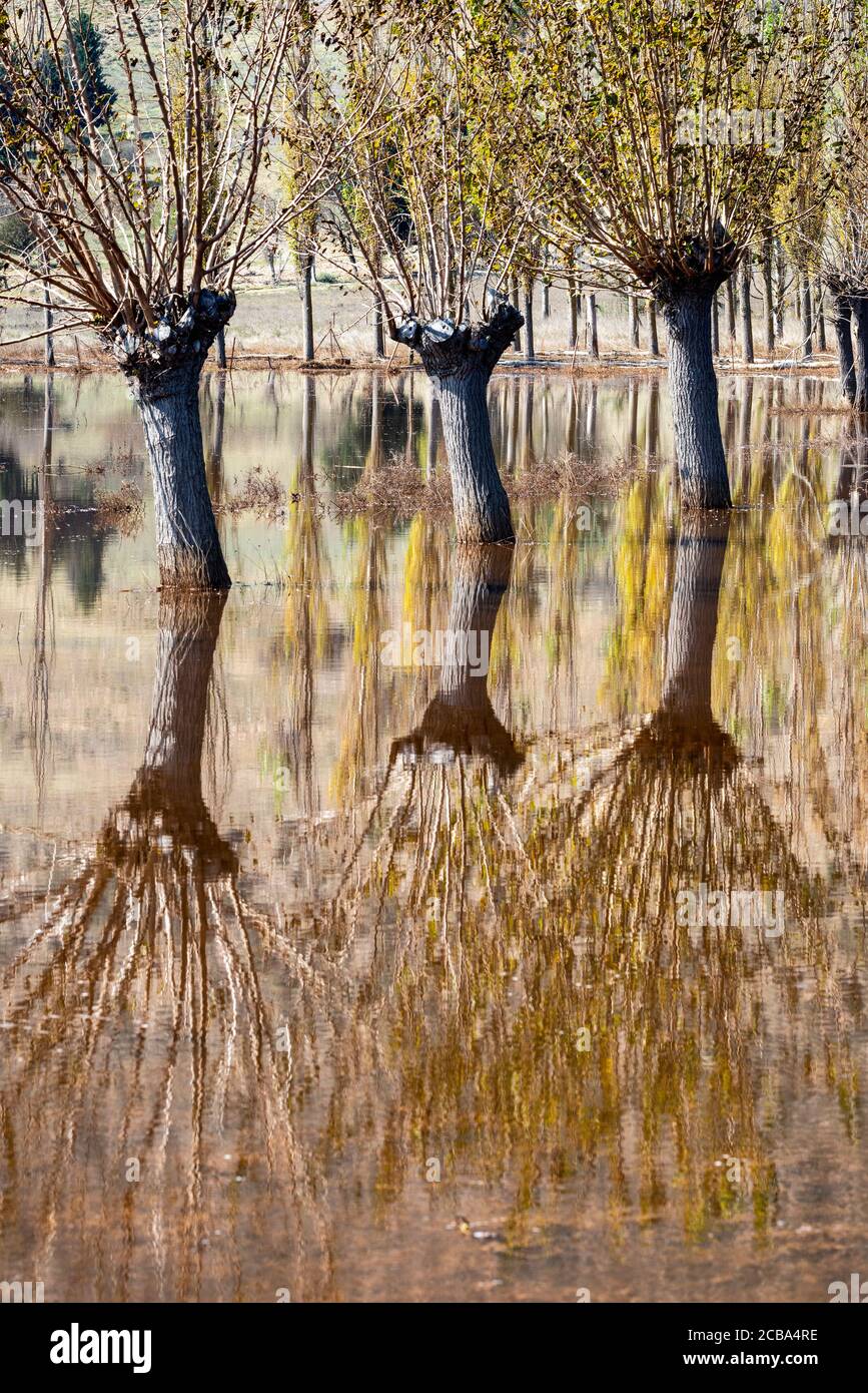 Flooded, Autumn, landscape with mulberry trees on the flood plains of Mantineia, near Tripoli, Southern Arcadia, Peloponnese, Greece Stock Photo