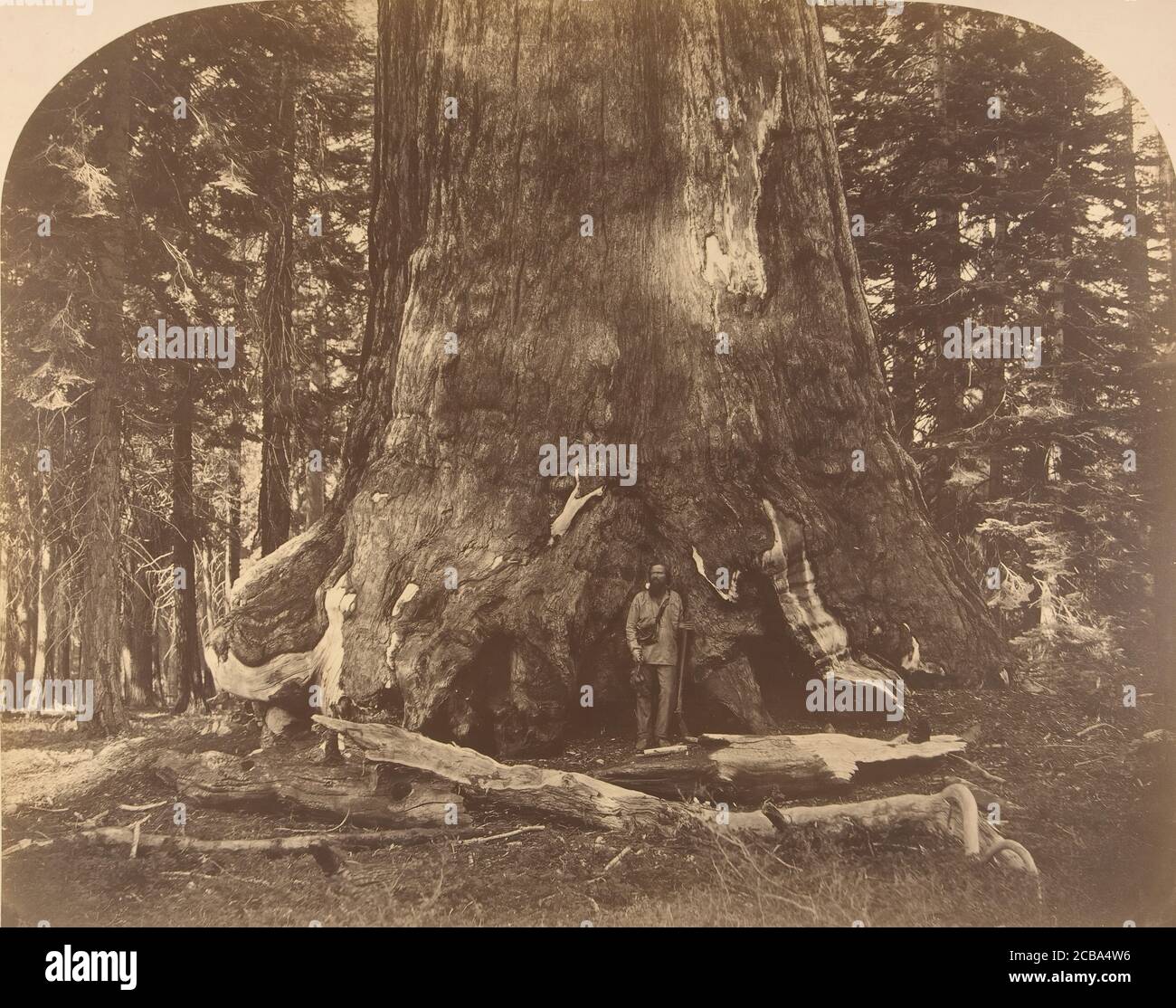 Section of Grisly Giant, Mariposa Grove, 1861. Stock Photo