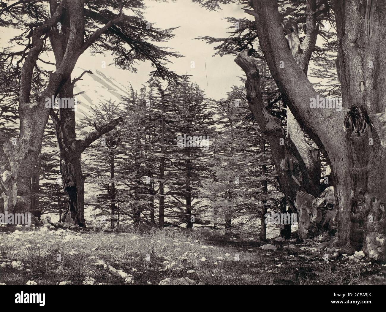 Cedars of Lebanon, ca. 1857. Stock Photo