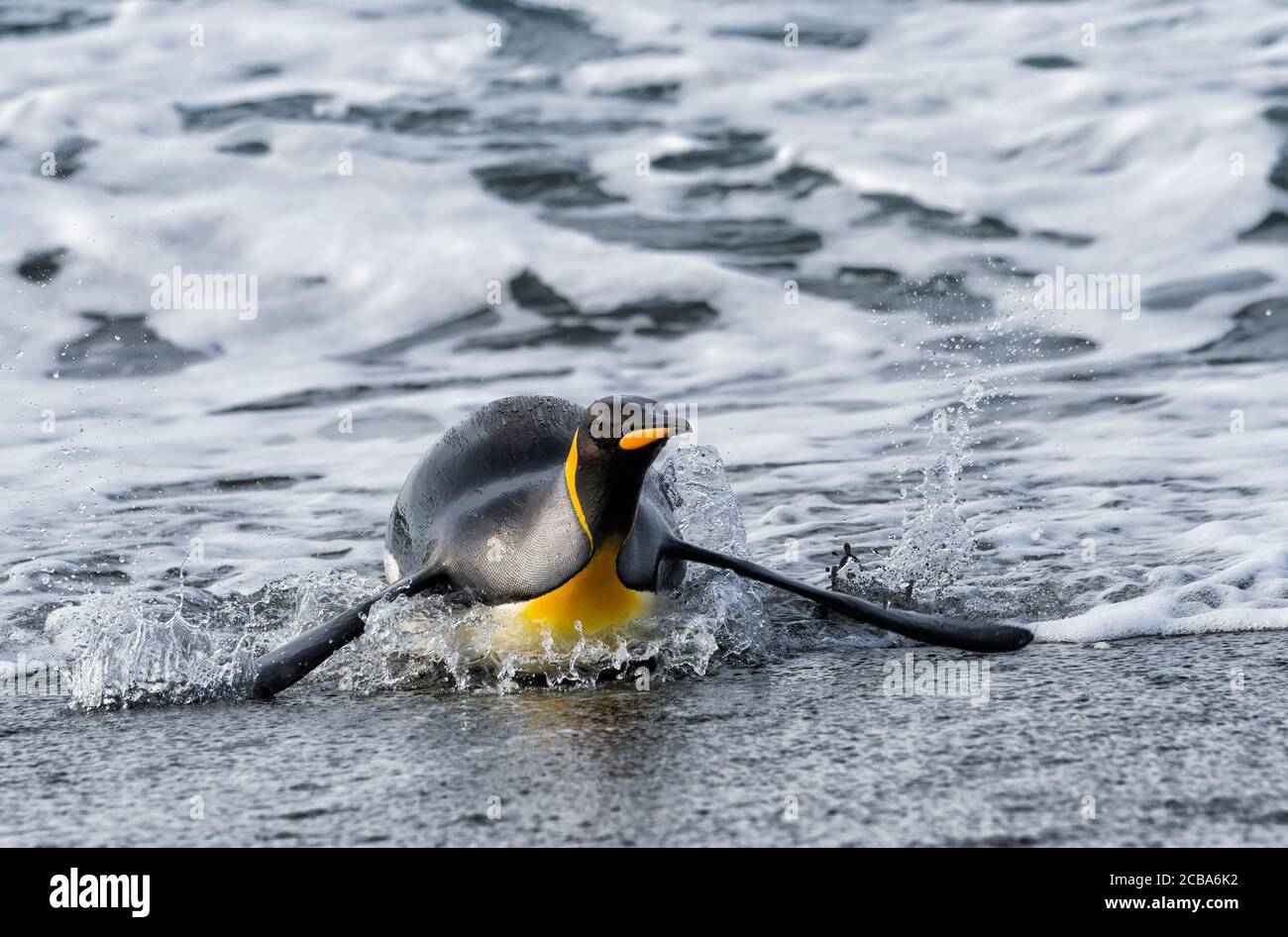 King Penguin (Aptenodytes patagonicus) coming out of the water, Salisbury Plain, South Georgia Island, Antarctic Stock Photo