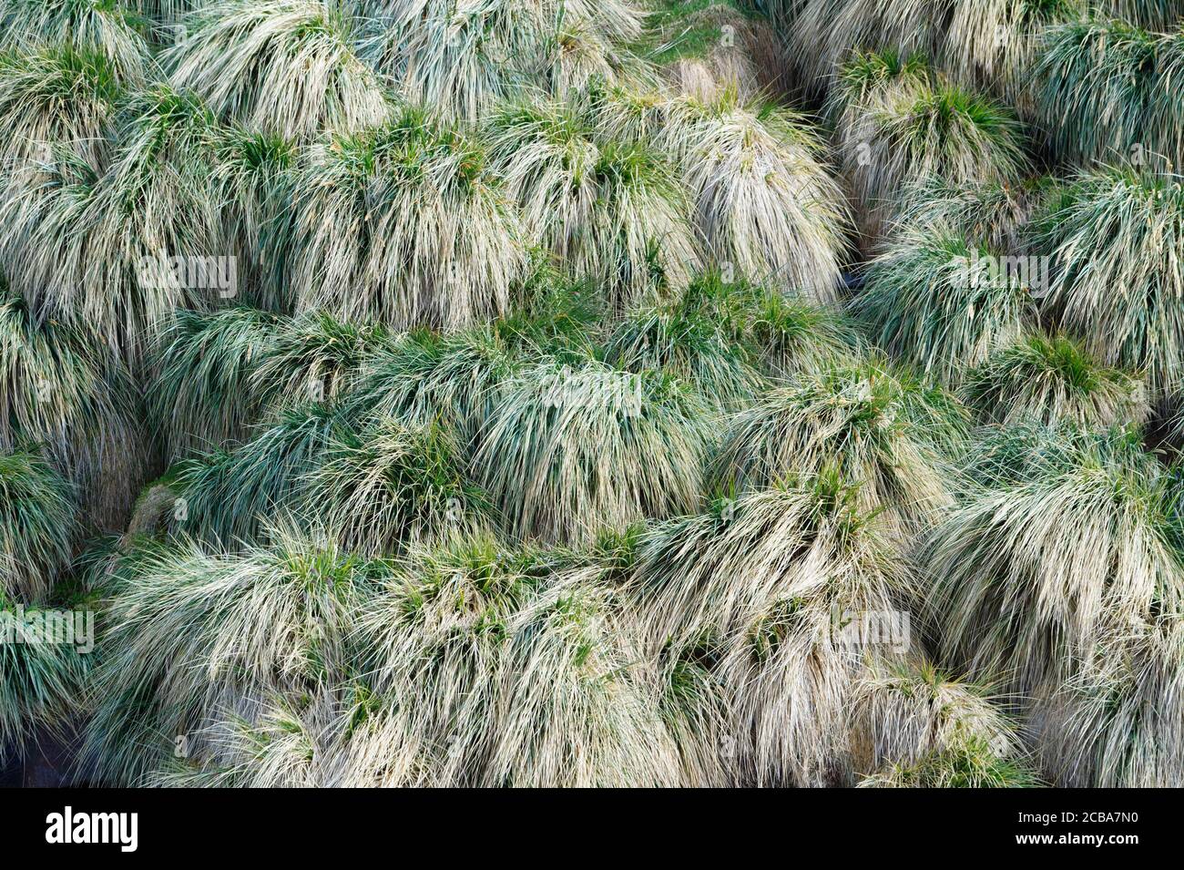 Tussock Grass, Stromness Bay, South Georgia, South Georgia and the Sandwich Islands, Antarctica Stock Photo