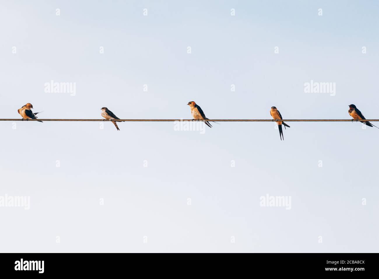 flock of small black birds village swallows sitting on the wires against the blue sky in the summer Stock Photo