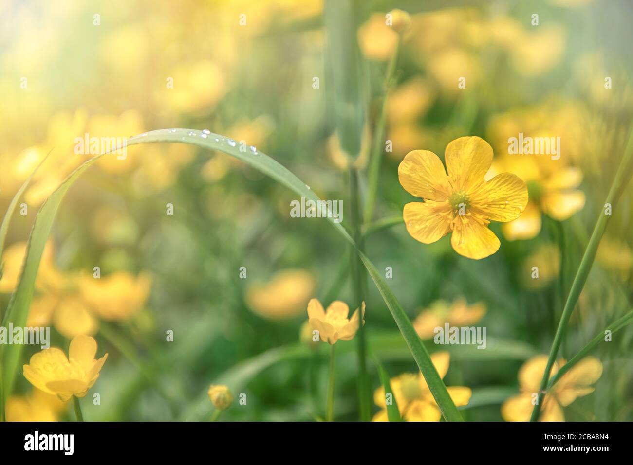 Silverweed, Potentilla anserina yellow flower in the grass and with sunbeam lights Stock Photo
