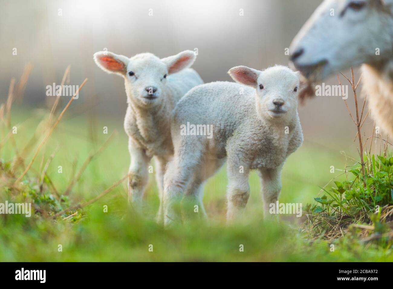 Cute young lambs with their mother on pasture, early morning in spring ...