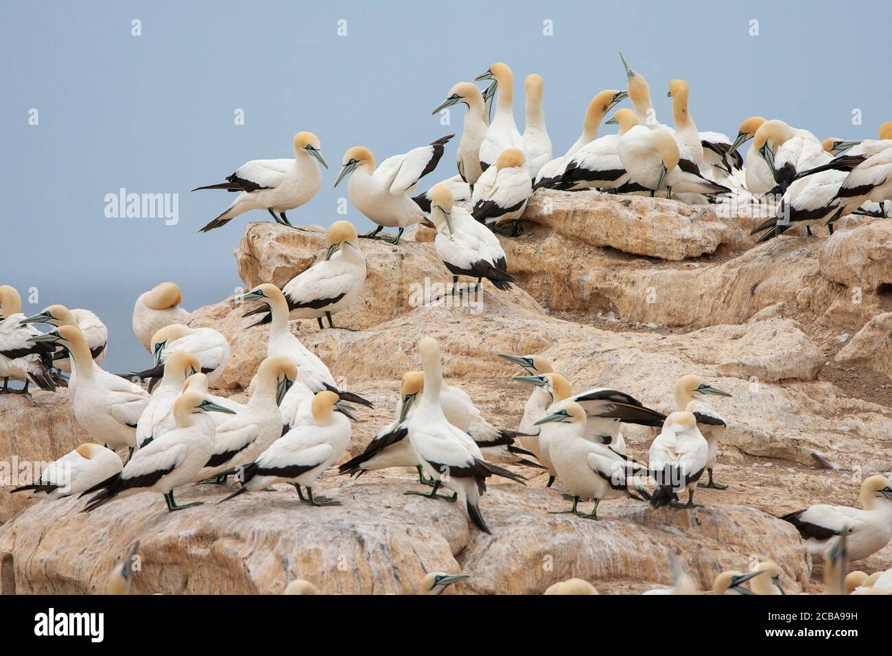 Cape Gannet Morus Capensis Group Resting On A Huge Rock In The