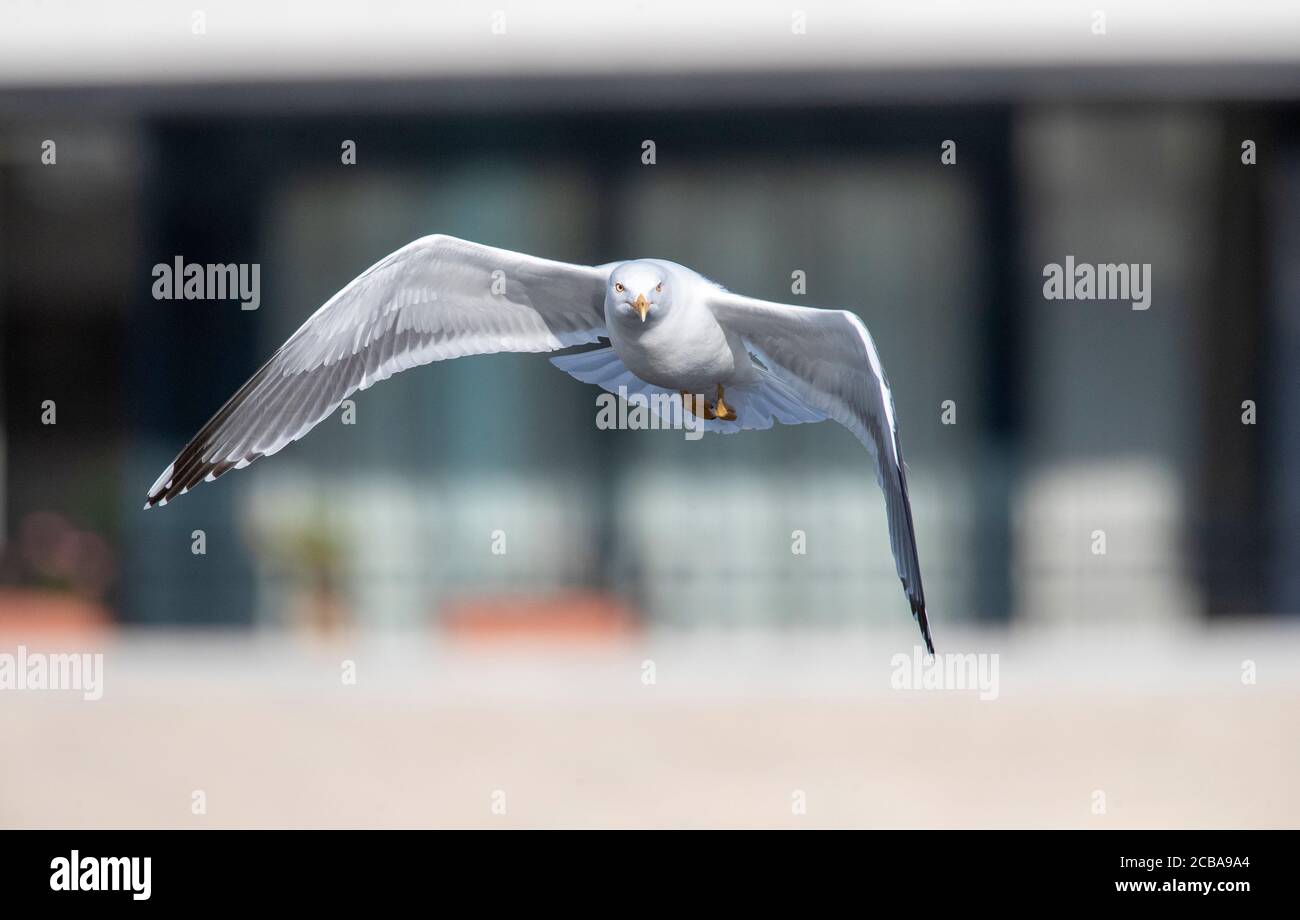 lesser black-backed gull (Larus fuscus), in flight in front of flat, possible third summer plumage, Netherlands, Flevoland, Almere Stock Photo