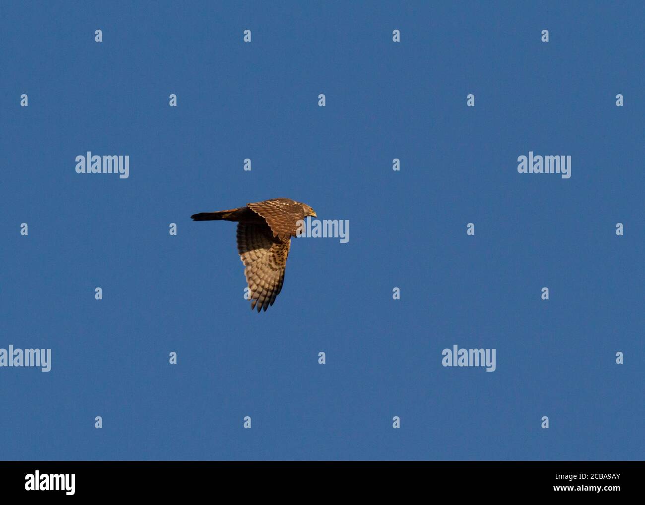 Goshawk Pattern northern goshawk (Accipiter gentilis), Second calendar year female ...