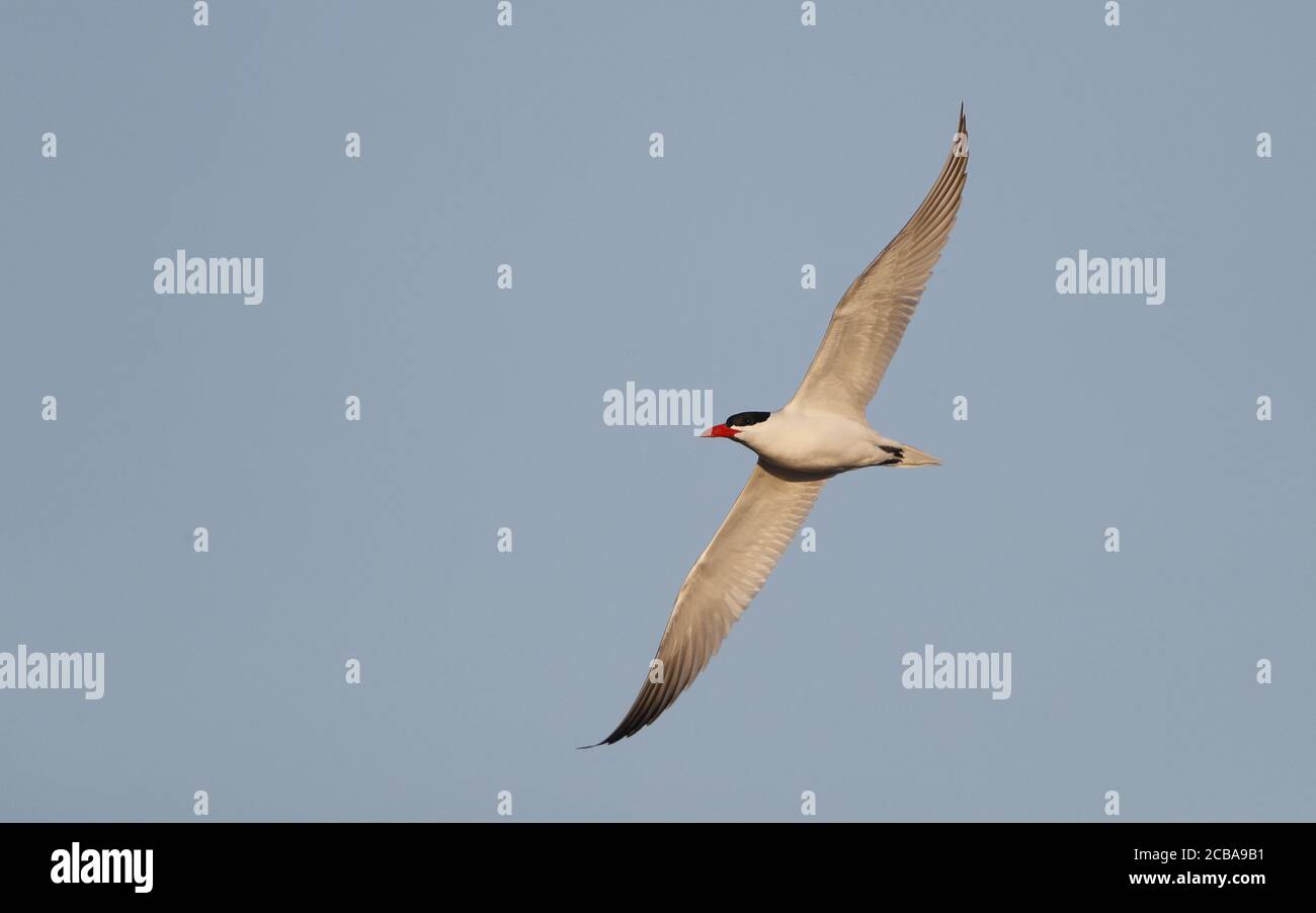 caspian tern (Hydroprogne caspia, Sterna caspia), adult in flight, Denmark Stock Photo
