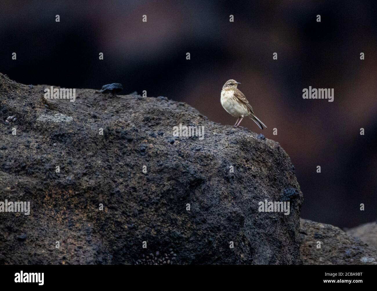 Antipodes Island Pipit (Anthus novaeseelandiae steindachneri, Anthus steindachneri), an endemic subspecies from the Antipodes Islands perchiing on coastal rock, New Zealand, Antipodes Islands Stock Photo