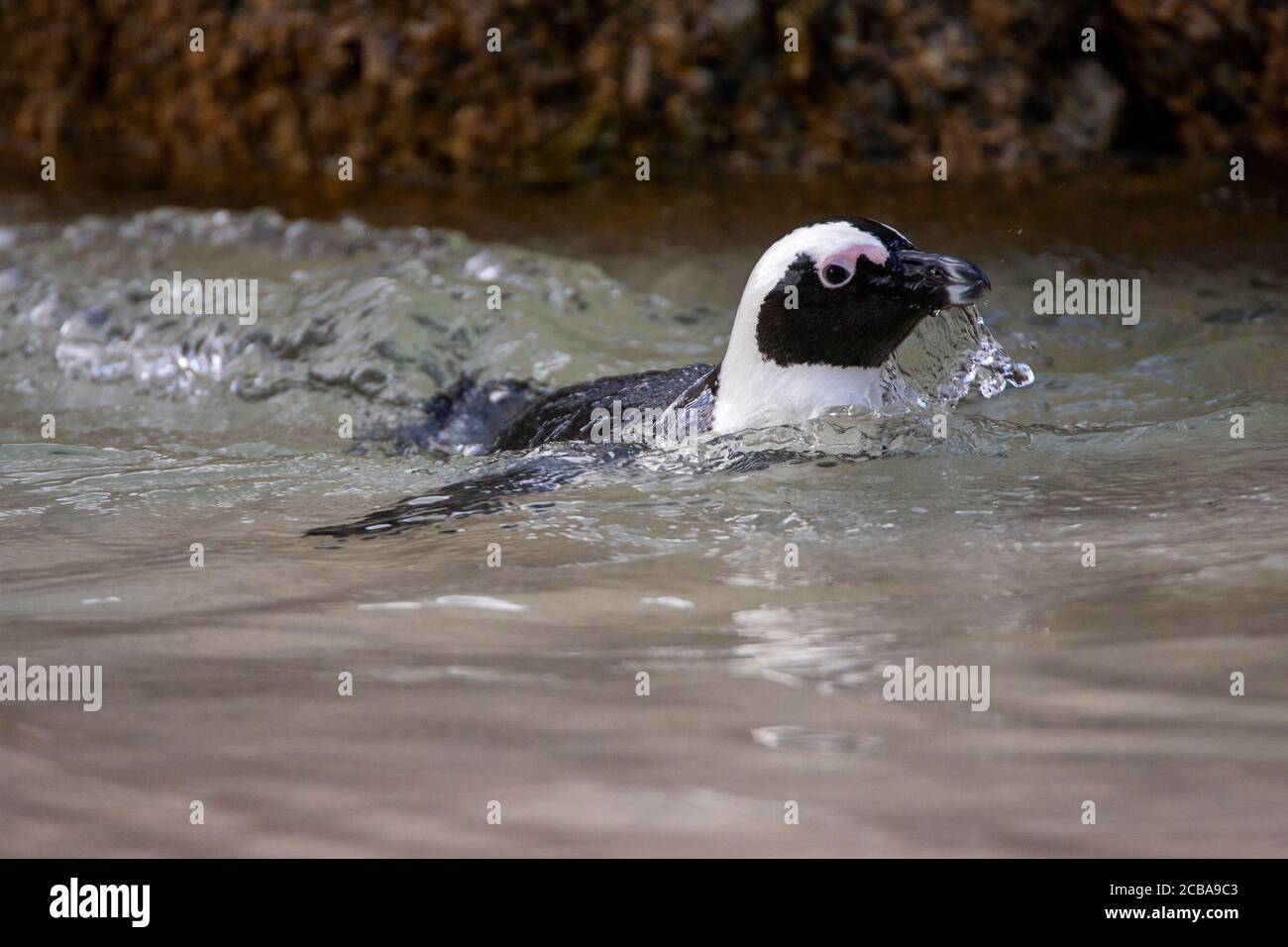 Jackass penguin, African penguin, Black-footed penguin (Spheniscus demersus), schwimmt in seichtem Wasser, South Africa, Western Cape, Simons Town, Boulders Beach Stock Photo