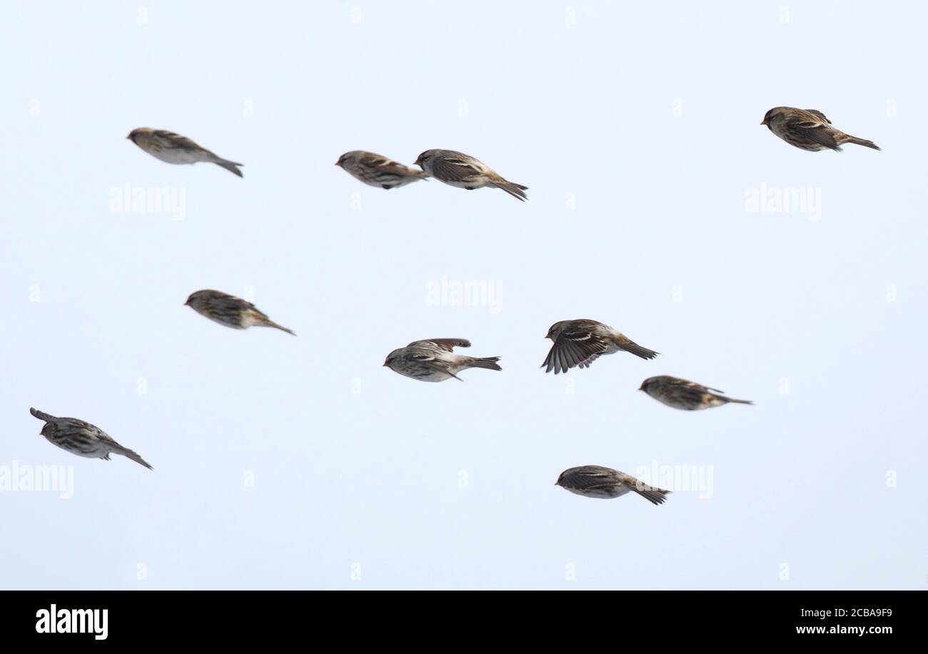 arctic redpoll, hoary redpoll (Carduelis hornemanni exilipes, Acanthis hornemanni exilipes), juvenile bird in flight (center) in a troop of common redpolls, side view, Denmark Stock Photo
