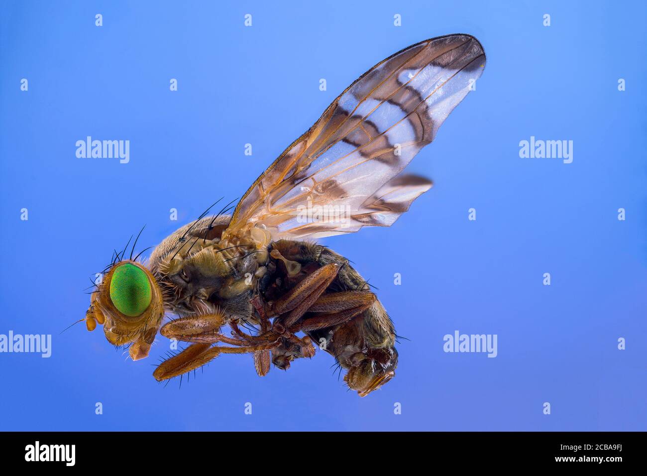 peacock fly (Chaetorellia spec.), macro shot, Germany, Bavaria Stock Photo