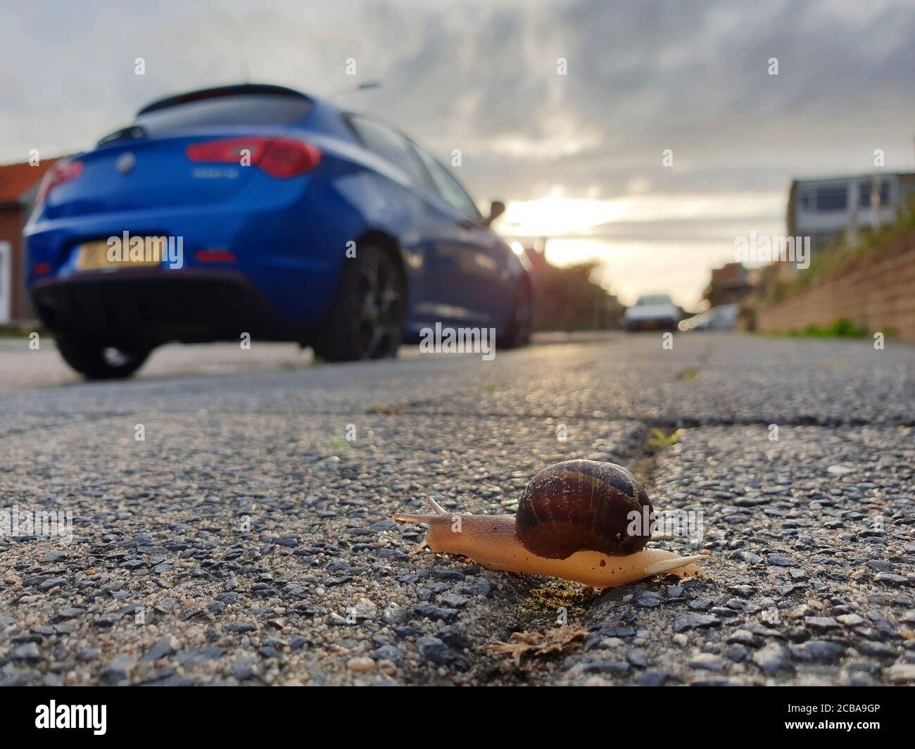 Brown garden snail, Brown gardensnail, Common garden snail, European brown snail (Cornu aspersum, Helix aspersa, Cryptomphalus aspersus, Cantareus aspersus), crossing a road in a residental area, side view, Netherlands Stock Photo