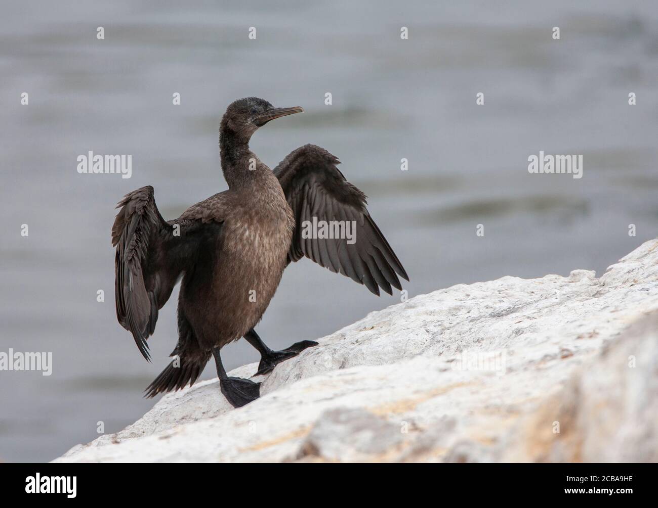Bank cormorant, Wahlberg's Cormorant (Phalacrocorax neglectus), Immature drying its wings, South Africa, Western Cape, Lamberts Bay Stock Photo