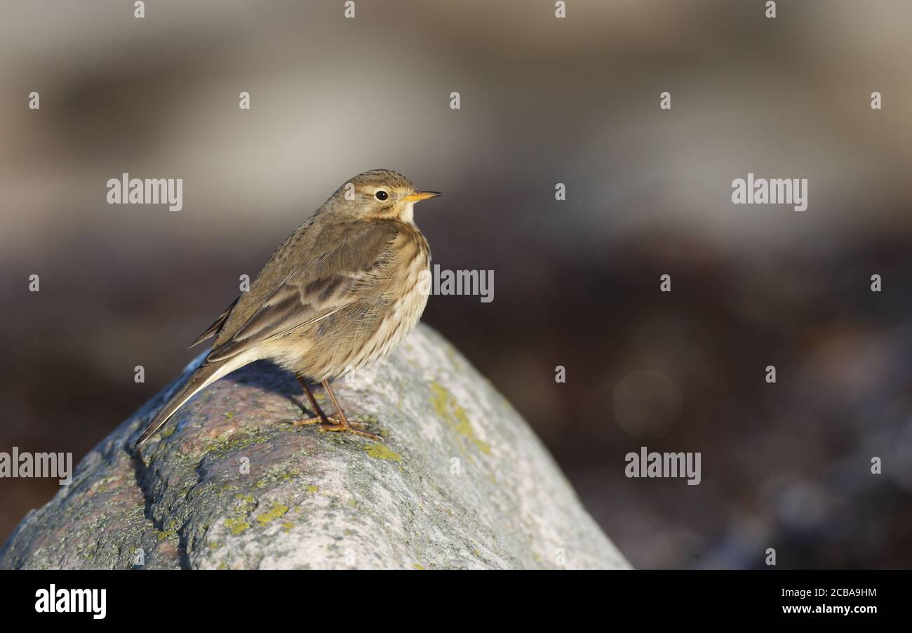 Buff-bellied pipit, American pipit (Anthus rubescens, Anthus rubescens rubescens), Wintering, Sweden, Halland Stock Photo