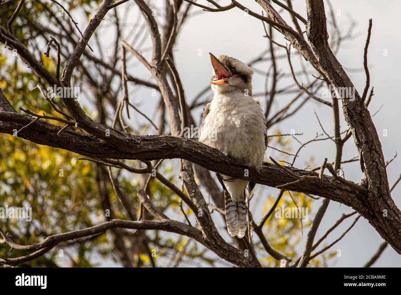 A Laughing Kookaburra Sitting in a Tree Stock Photo