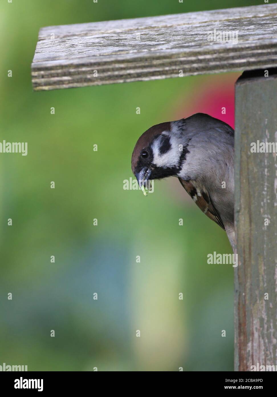 Eurasian tree sparrow (Passer montanus), with food at entrance of a nestbox, Denmark Stock Photo