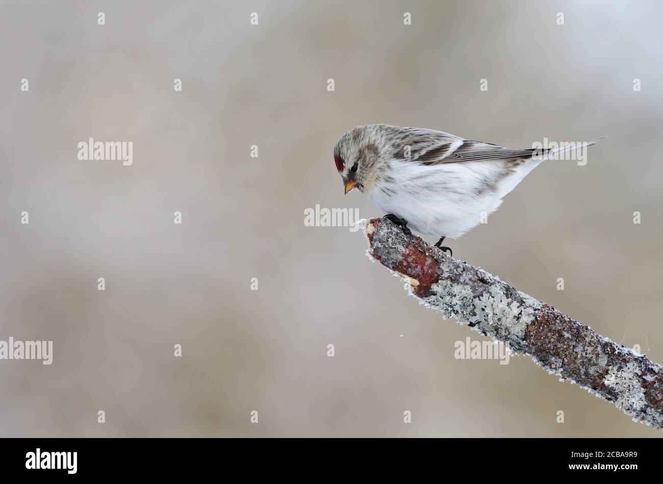 arctic redpoll, hoary redpoll (Carduelis hornemanni exilipes, Acanthis hornemanni exilipes), perching on a broken branch, side view, Finland, Kaamanen Stock Photo