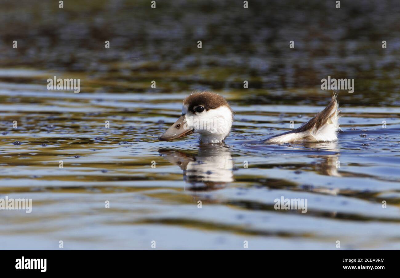 common shelduck (Tadorna tadorna), Duckling of a Common Shelduck swimming on a lake, Denmark Stock Photo