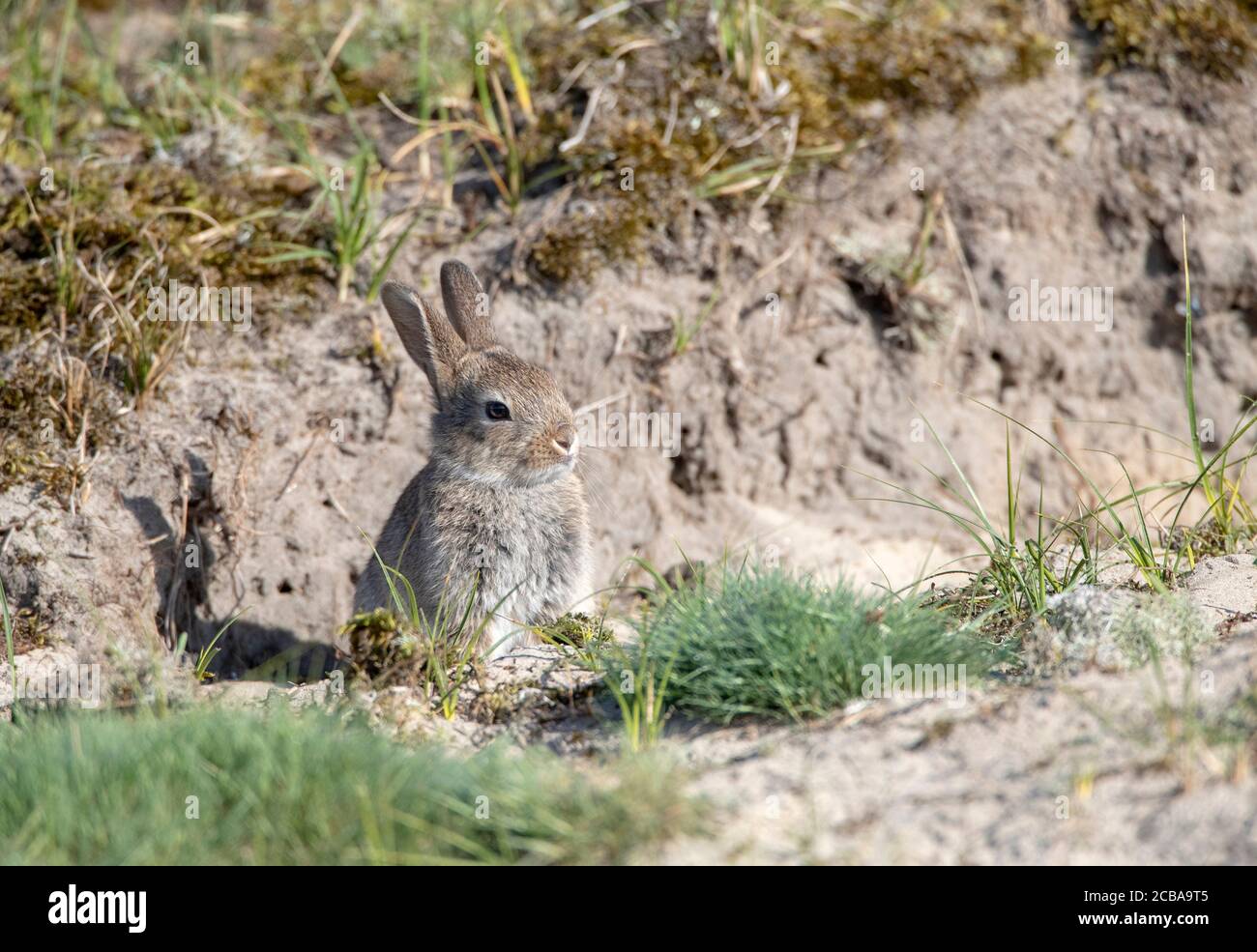 European rabbit (Oryctolagus cuniculus), sitting at the rabbit den in ...