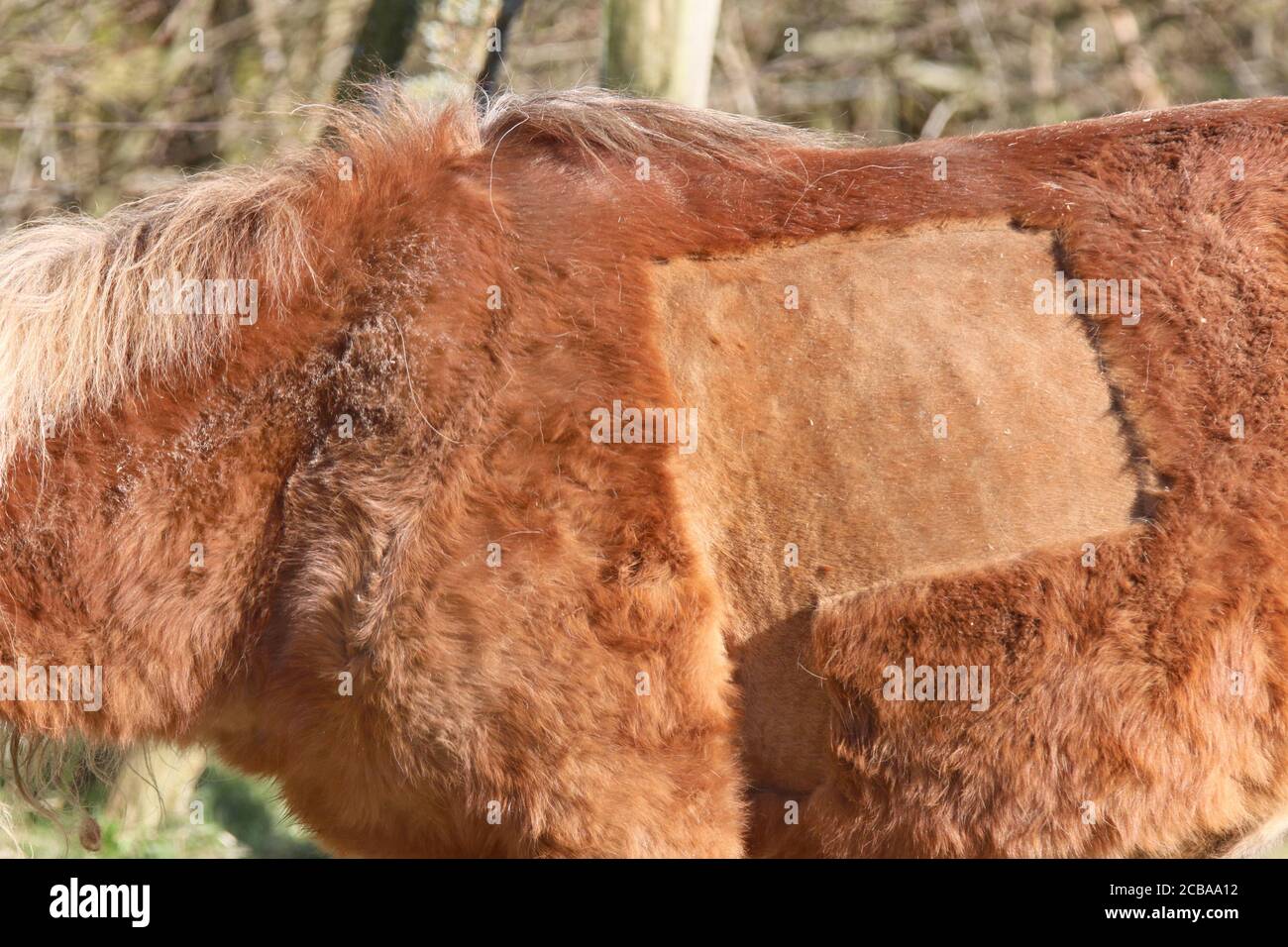 domestic horse (Equus przewalskii f. caballus), cut quadrat of the fur, Germany Stock Photo