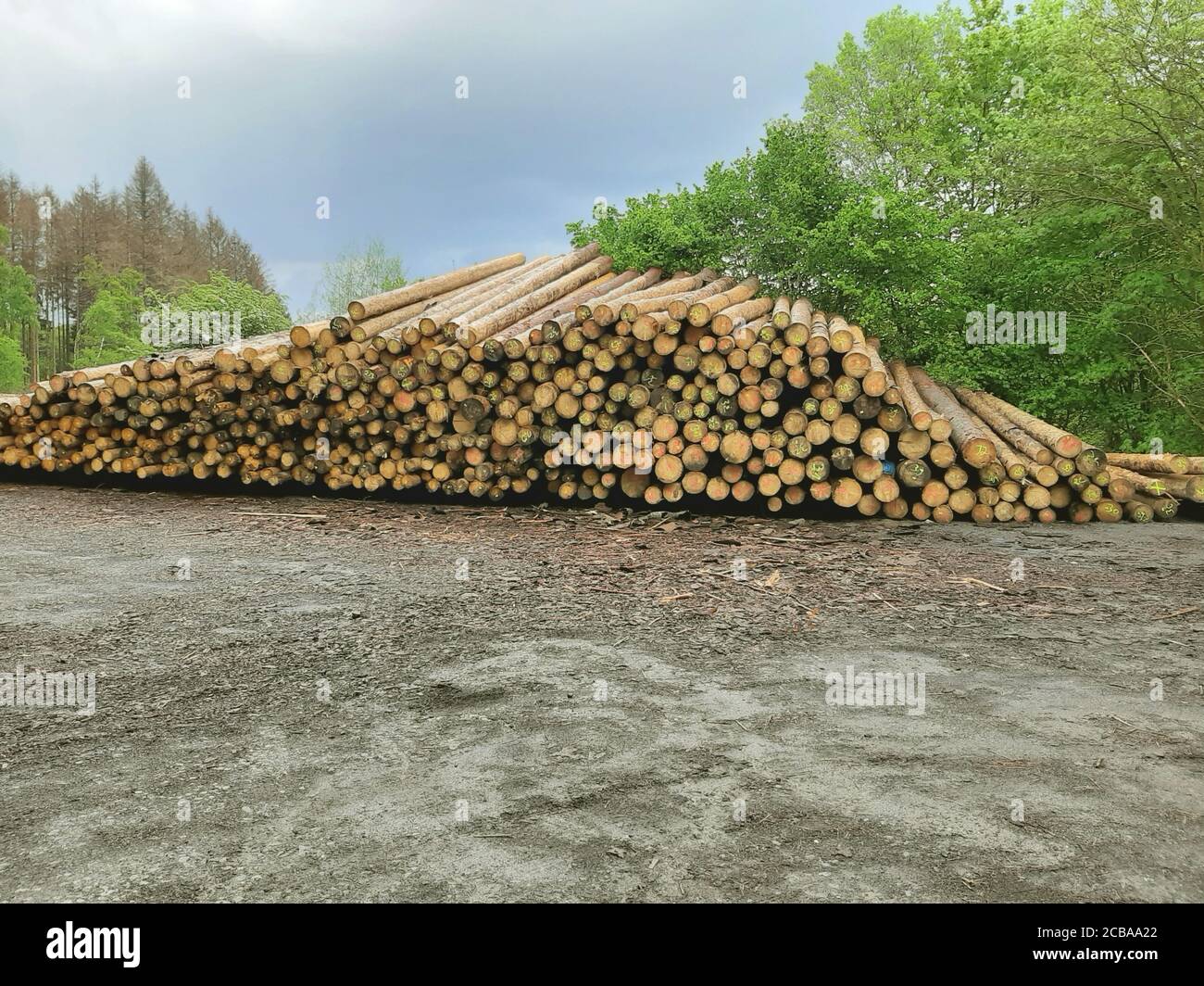 Norway spruce (Picea abies), dangerously stacked woodpile, Germany Stock Photo