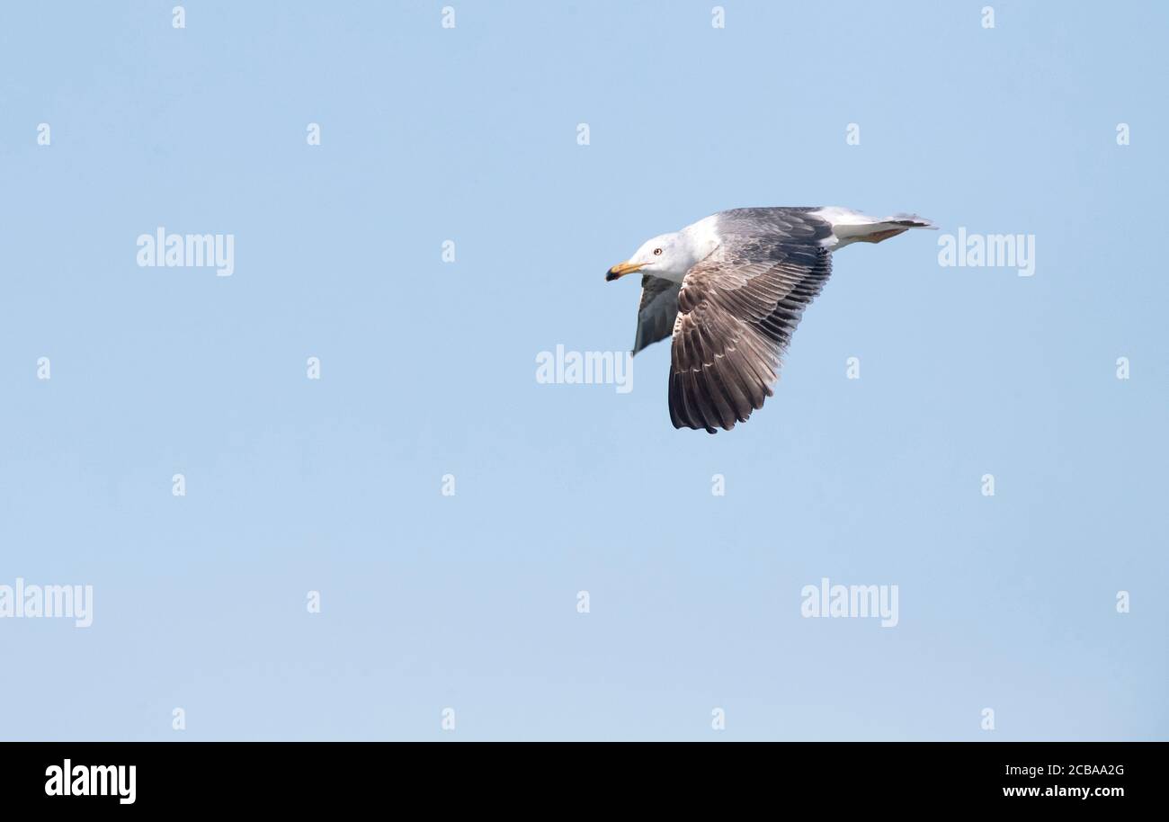 lesser black-backed gull (Larus fuscus), immature in flight, side view, Netherlands, Northern Netherlands, Ijmuiden Stock Photo