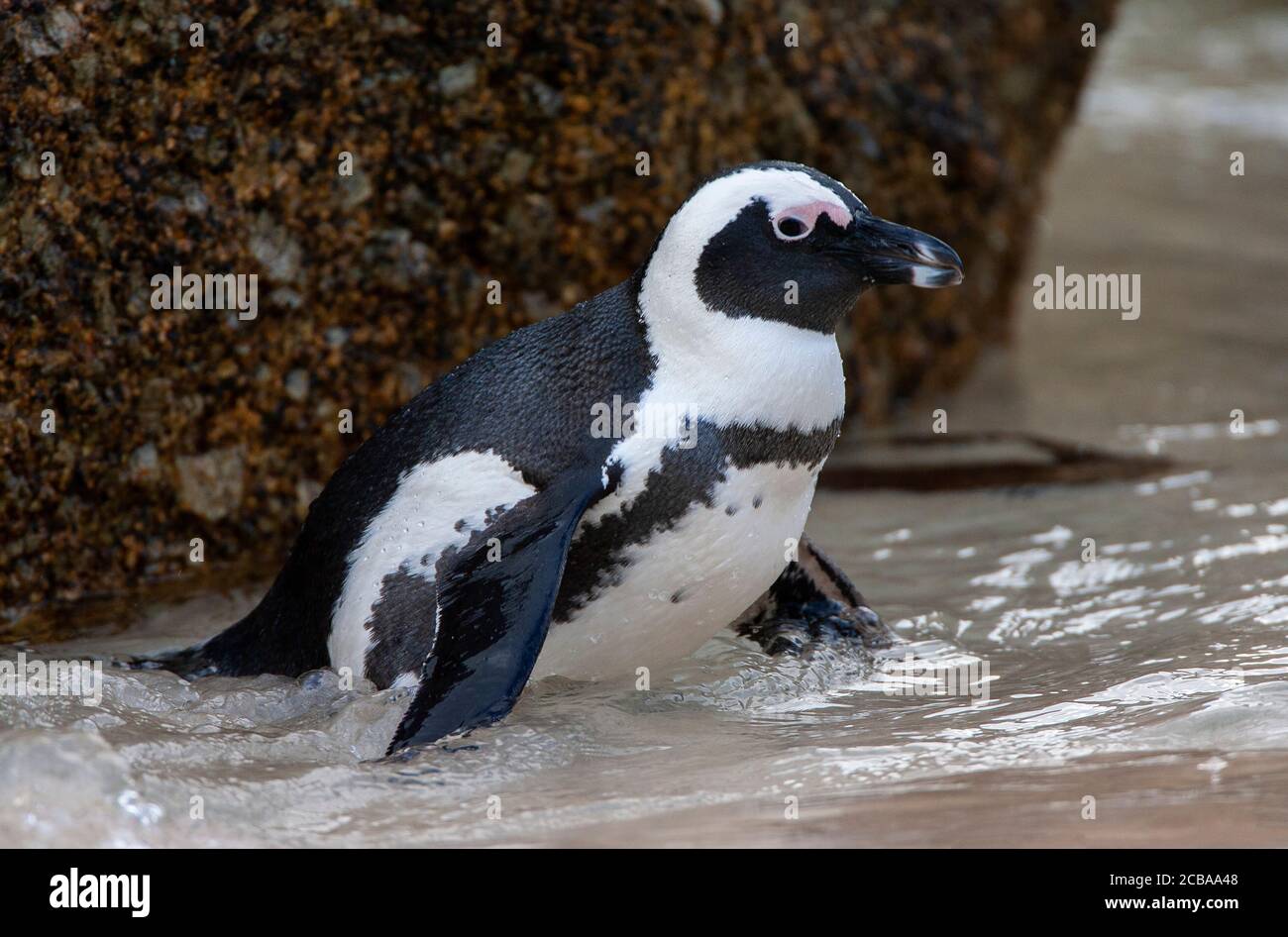 Jackass penguin, African penguin, Black-footed penguin (Spheniscus demersus), schwimmt in seichtem Wasser, South Africa, Western Cape, Simons Town, Boulders Beach Stock Photo