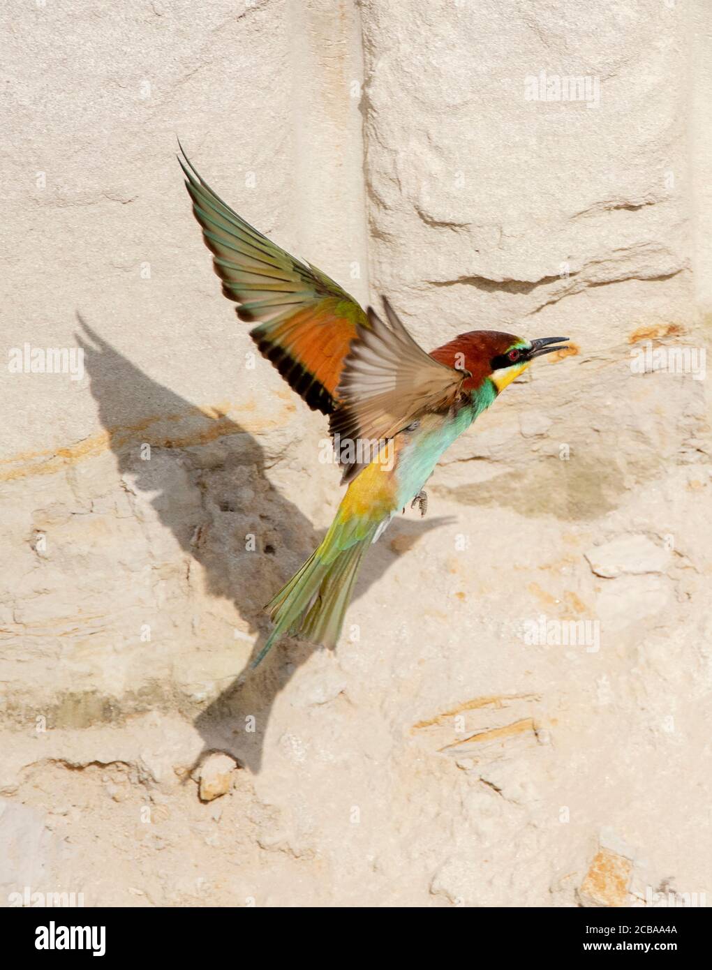 European bee eater (Merops apiaster), in flight in front of a steep face, side view, Bulgaria Stock Photo