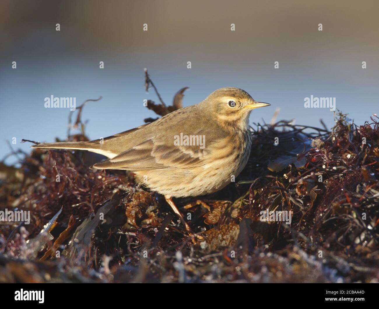 Buff-bellied pipit, American pipit (Anthus rubescens, Anthus rubescens rubescens), on seaweed, Sweden, Halland Stock Photo