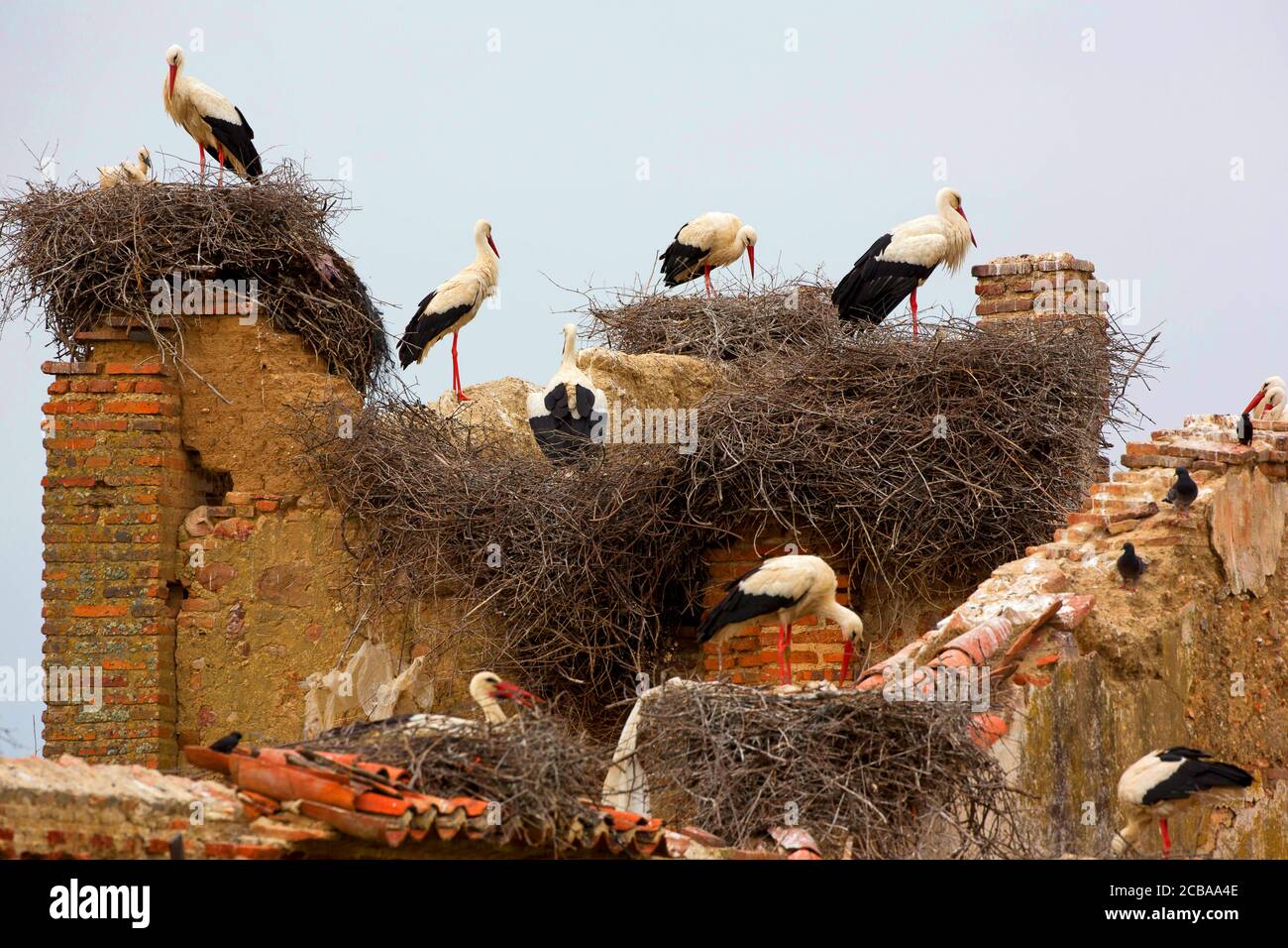 White Stork Parents And Chicks At Nest High Resolution Stock ...