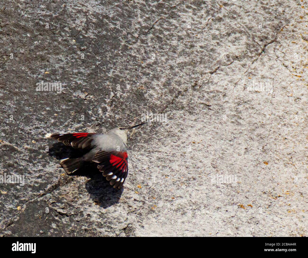 wallcreeper (Tichodroma muraria), Adult male spreading it's ruby red ...